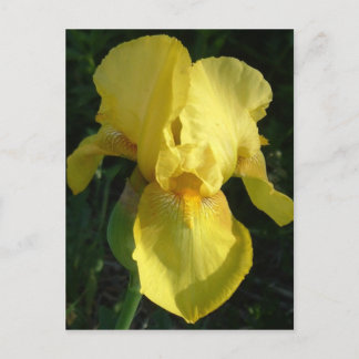Yellow Iris Postcard