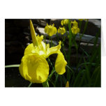 Yellow Irises Bright Spring Floral Cards