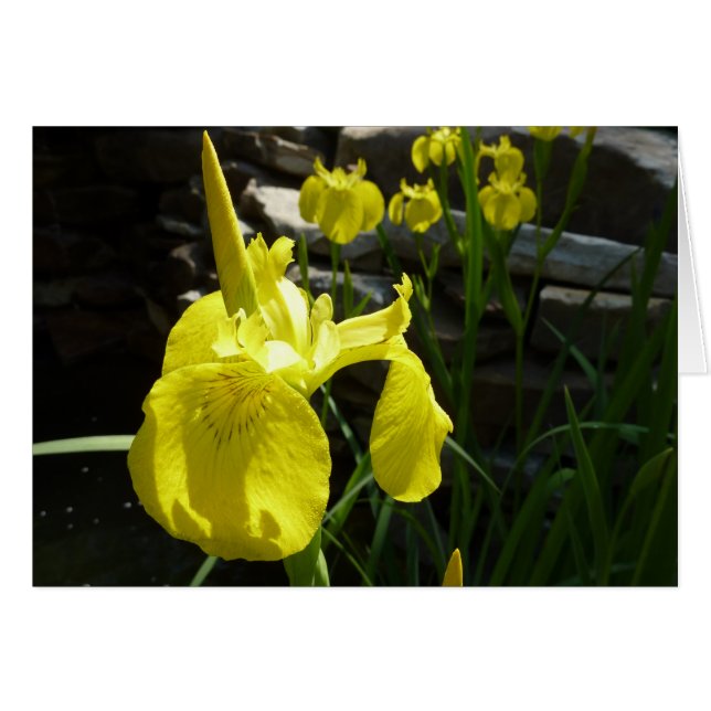 Yellow Irises Bright Spring Floral Cards (Front Horizontal)