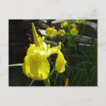 Yellow Irises Bright Spring Floral Postcard