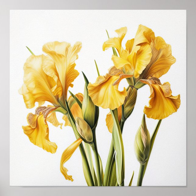 Yellow Irises Flower Art Print Poster (Front)