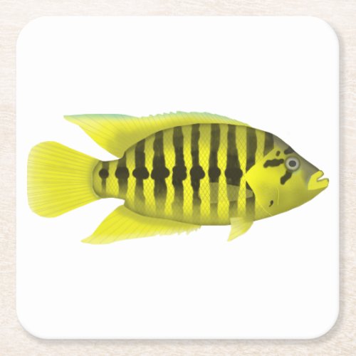 Yellow Jacket Cichlid Square Paper Coaster