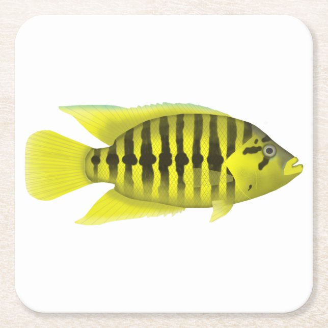 Yellow Jacket Cichlid Square Paper Coaster (Front)