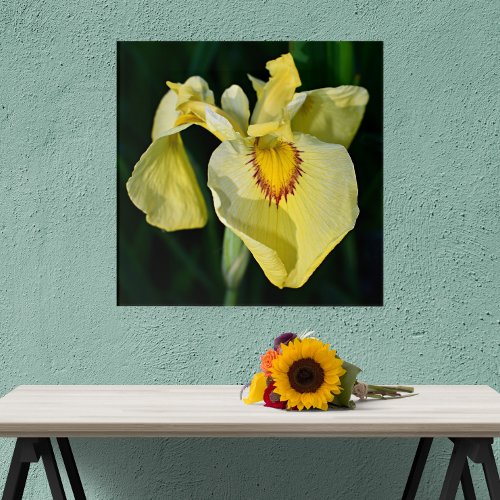 Yellow Japanese Iris Bloom Floral Acrylic Print