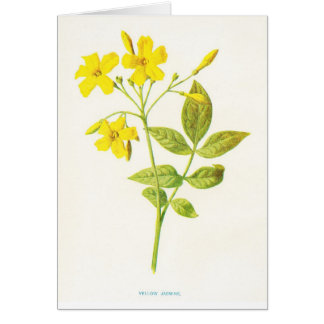 Yellow Jasmine Vintage Botanical Illustration Cards