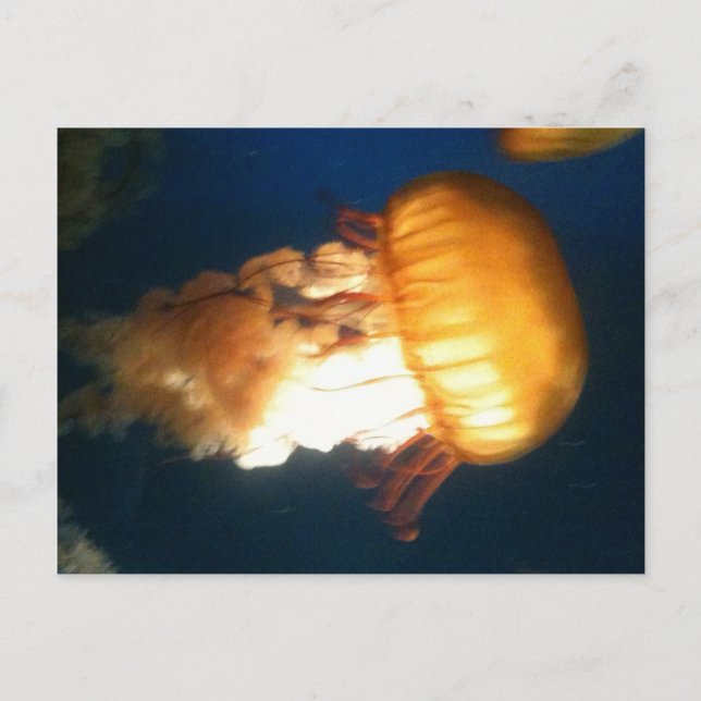 Yellow Jellyfish Postcard (Front)