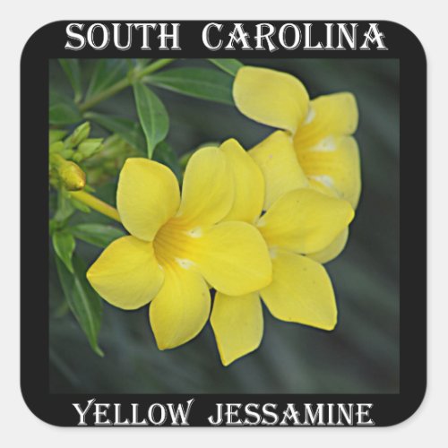 Yellow Jessamine South Carolina Square Sticker
