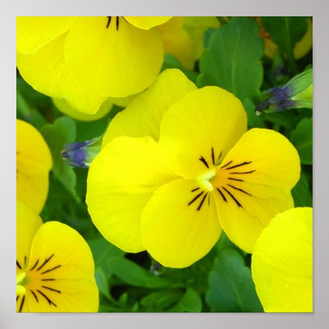 Yellow Johnny Jump Up Poster Print (Front)