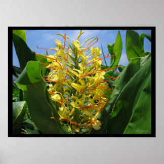 Yellow Kahili Ginger Tropical Flowers Poster Print