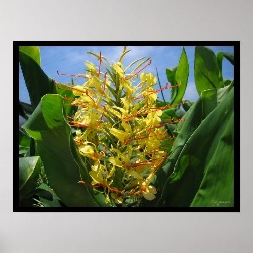Yellow Kahili Ginger Tropical Flowers Poster Print