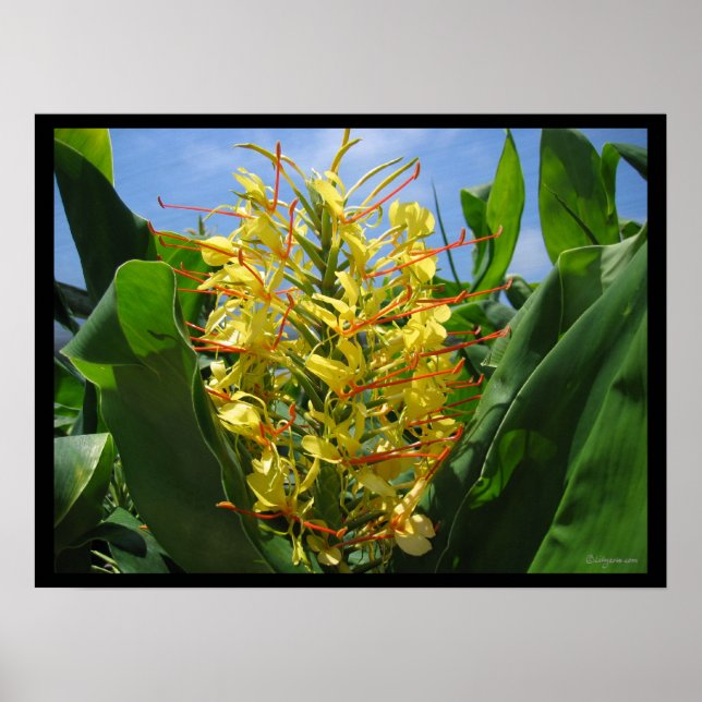 Yellow Kahili Ginger Tropical Flowers Poster Print (Front)