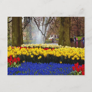 yellow Keukenhof gardens, Amsterdam, Netherlands f Postcard