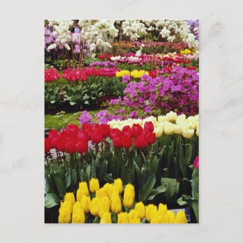 yellow Keukenhof gardens Amsterdam Netherlands f Postcard