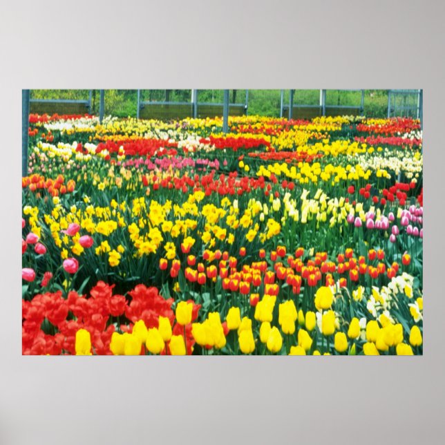 yellow Keukenhof Greenhouses flowers Poster (Front)