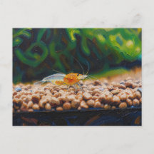 Yellow King Kong shrimp