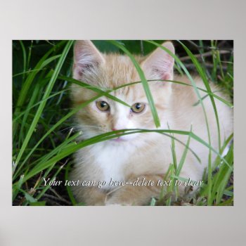 Yellow Kitten In Tall Grass Poster by Customizables at Zazzle
