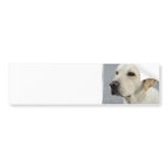Yellow Lab  Bumper Sticker