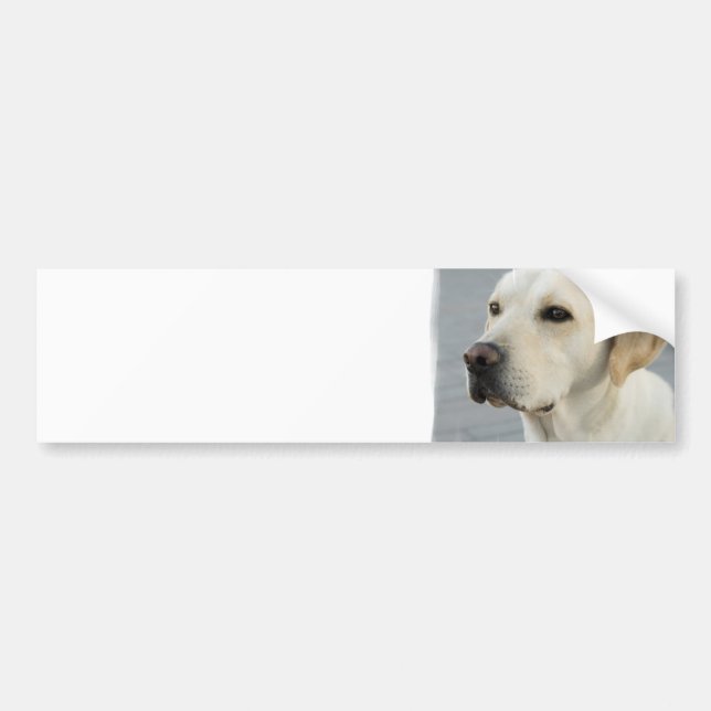 Yellow Lab  Bumper Sticker (Front)