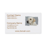 Yellow Lab Business Cards
