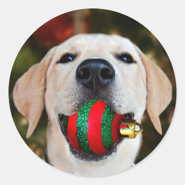 Yellow lab Christmas ball Classic Round Sticker (Front)
