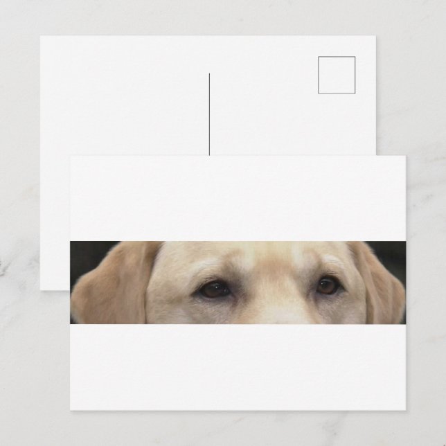 yellow lab eyes postcard (Front/Back)