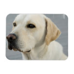 Yellow Lab Flexible Magnet