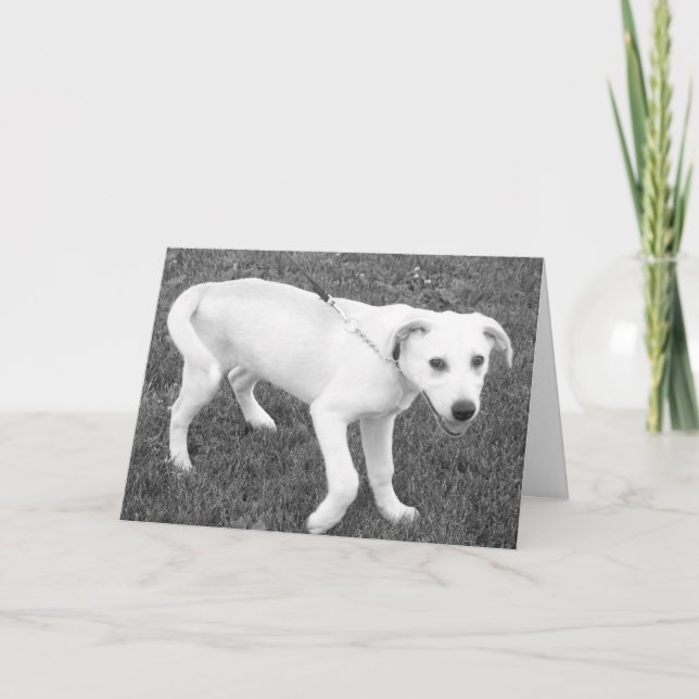 Yellow Lab Humor/Thinking of you Card (Front)