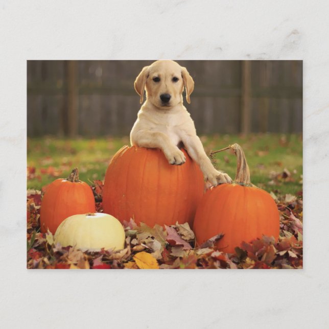 Yellow Lab in the Fall Postcard (Front)