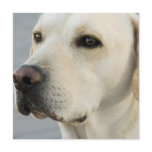 Yellow Lab  Invitations