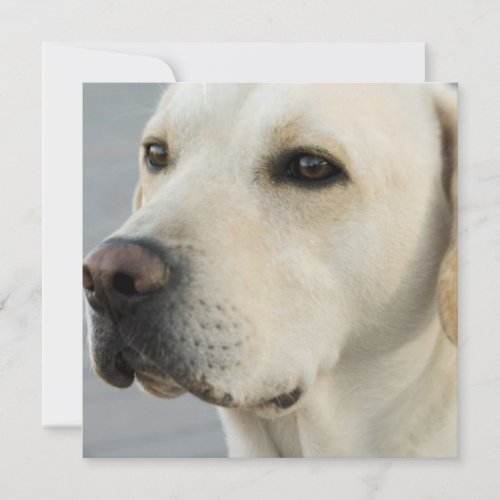 Yellow Lab  Invitations