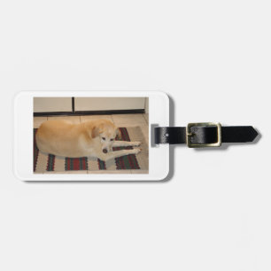 yellow lab laying luggage tag