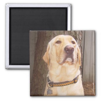Yellow Lab Magnet by myrtieshuman at Zazzle