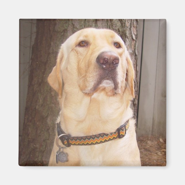 Yellow Lab Magnet (Front)