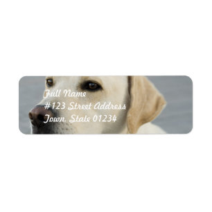 Yellow Lab Mailing Labels