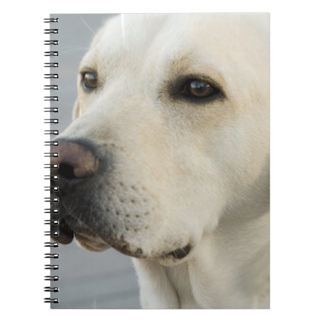 Yellow Lab Notebook (Front)