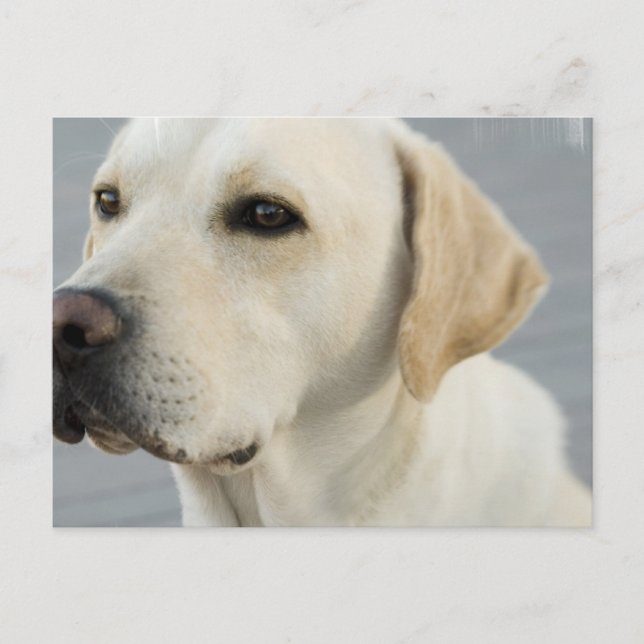 Yellow Lab  Postcard (Front)