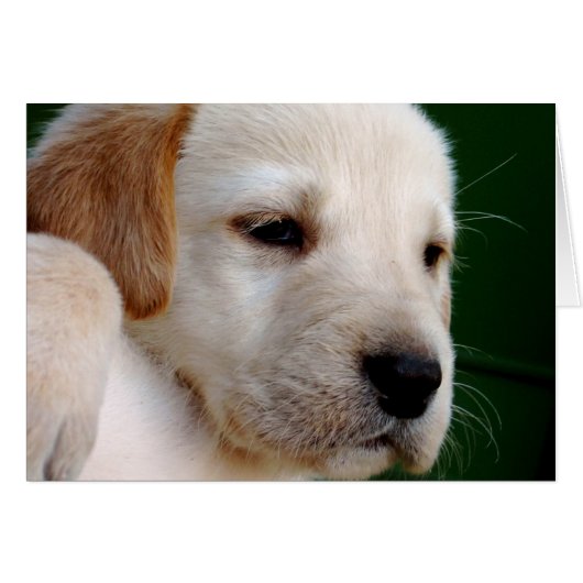 Yellow Lab Puppy Cards (Front Horizontal)