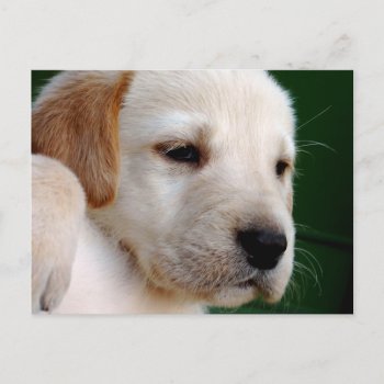 Yellow Lab Puppy Postcard by TerryBainPhoto at Zazzle