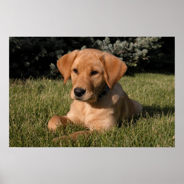 Yellow Lab Puppy Poster (Front)