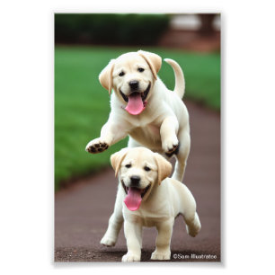 Yellow Lab Puppy Satin Photo Enlargement Print