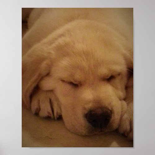 Yellow Lab Puppy Sleeping Poster