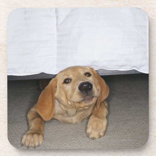Yellow lab puppy stuck under bed coaster (Front)