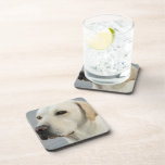 Yellow Lab Set of Six Coasters