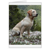 yellow lab sitting.png (Front)