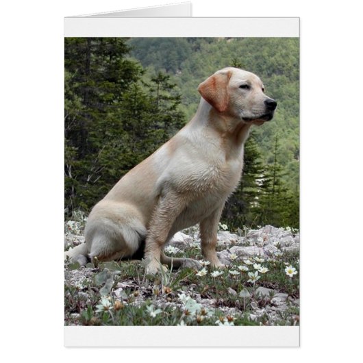 yellow lab sitting.png cards (Front)
