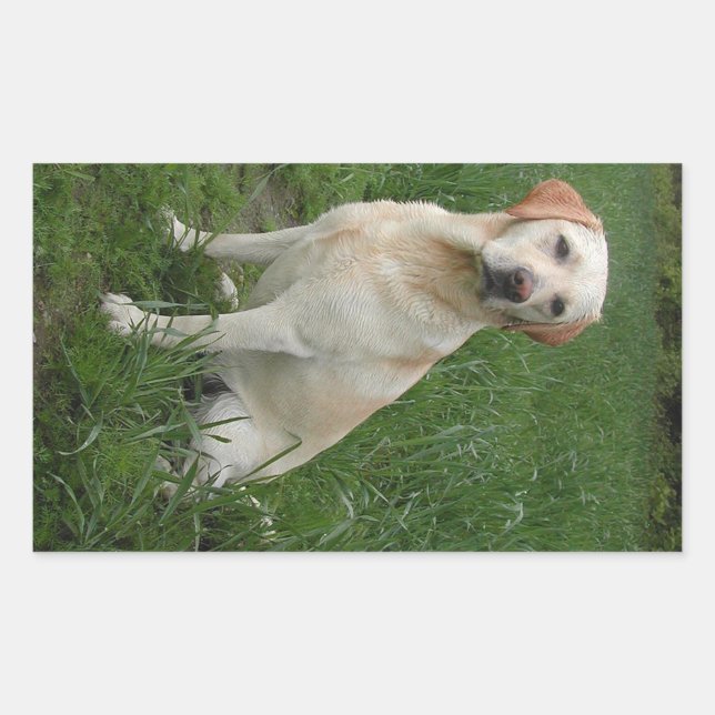 Yellow Lab Sitting Rectangular Sticker (Front)