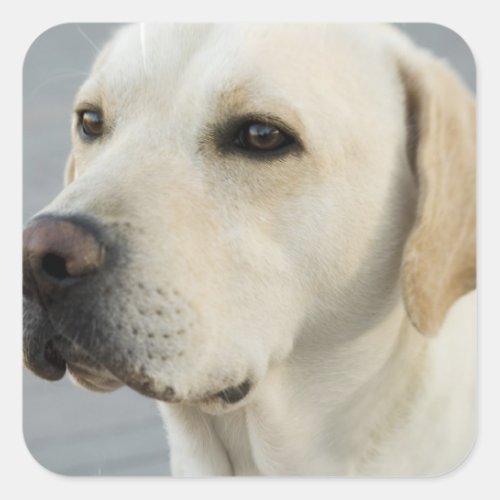 Yellow Lab  Stickers