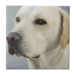 Yellow Lab Tile