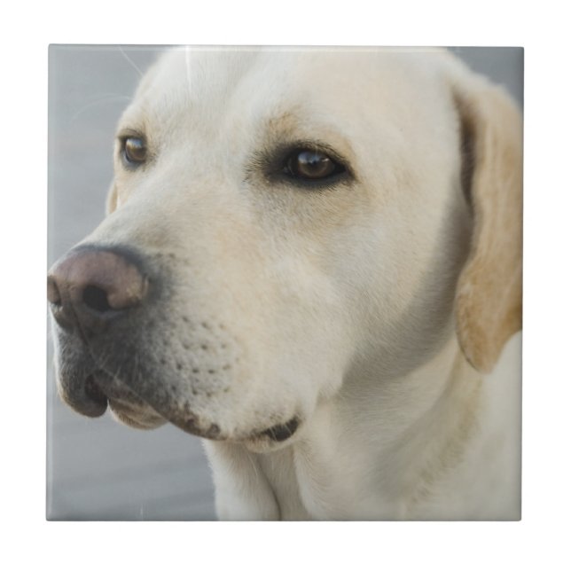 Yellow Lab Tile (Front)