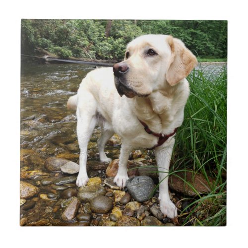 Yellow Lab Water Dog Playing in a Creek Ceramic Tile